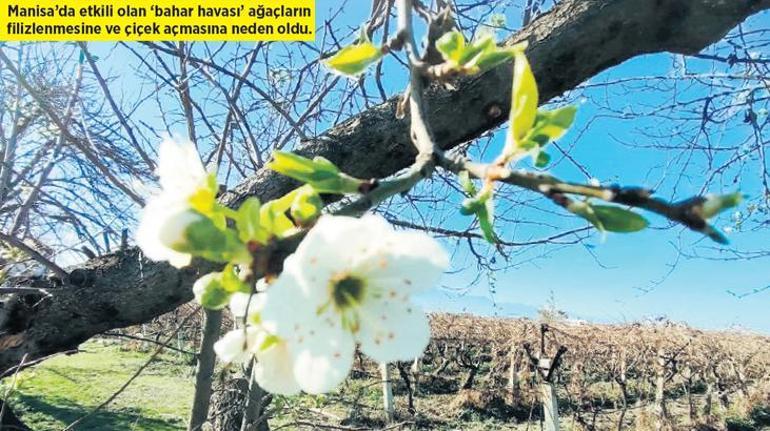 Sıcaklık 11 katına çıkıyor Kıştan yaz günlerine, artan sıcaklıklar doğayı zorluyor