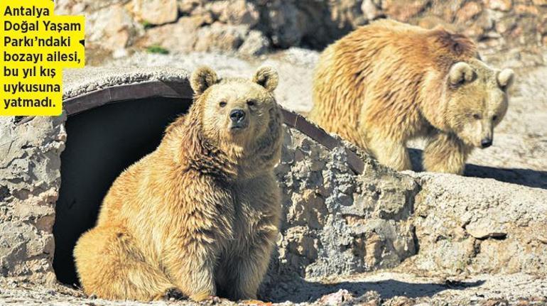 Sıcaklık 11 katına çıkıyor Kıştan yaz günlerine, artan sıcaklıklar doğayı zorluyor