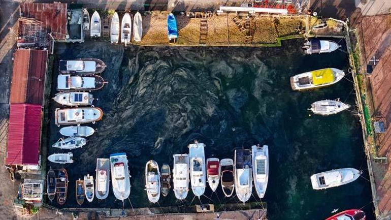 Marmara Denizinde yeniden ortaya çıktı ‘Bu iyi bir şey değil’