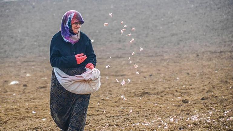 Taşköprü Sarımsağının ekimine bu yıl erken başlandı