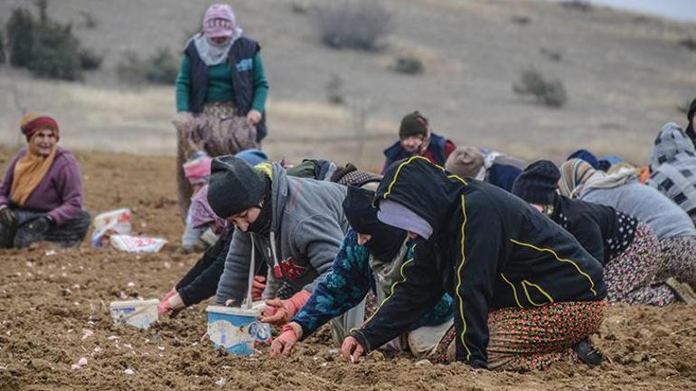 Taşköprü Sarımsağının ekimine bu yıl erken başlandı