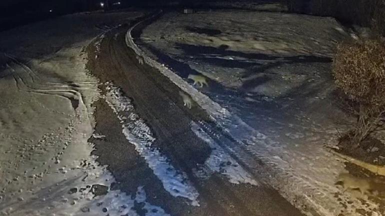 Sabah namazına giden müezzin kurt sürüsünden böyle kurtuldu