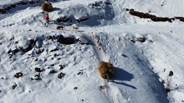 Hakkari dağlarında depolanıyor: Sadece yürüyerek gidilebiliyor, kızaklarla taşıyorlar