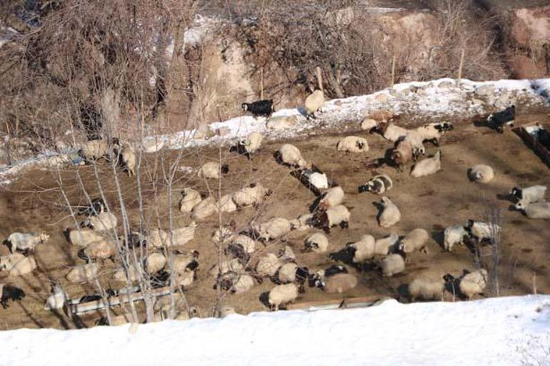 Hakkari dağlarında depolanıyor: Sadece yürüyerek gidilebiliyor, kızaklarla taşıyorlar