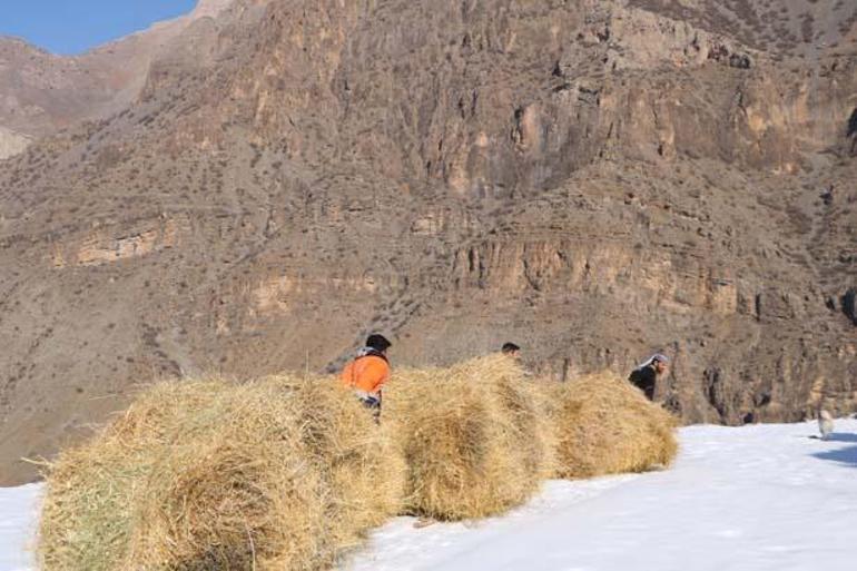 Hakkari dağlarında depolanıyor: Sadece yürüyerek gidilebiliyor, kızaklarla taşıyorlar