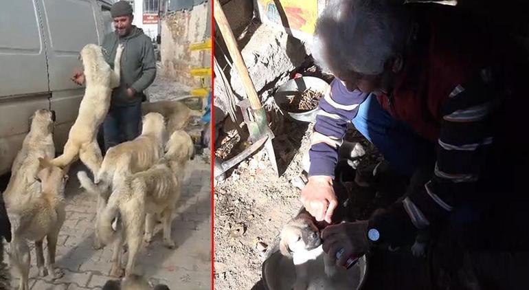 Her şey sahiplendiği kedi ile başladı Emekli olup köyüne yerleşti