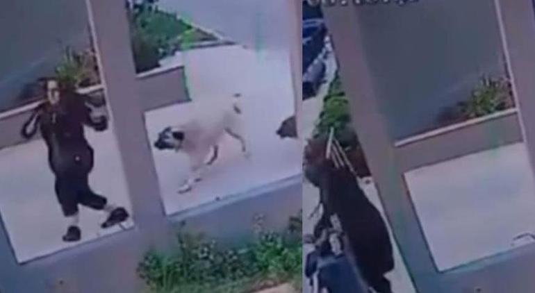 Mersinde dehşet dolu anlar Sokak köpekleri kadına saldırdı