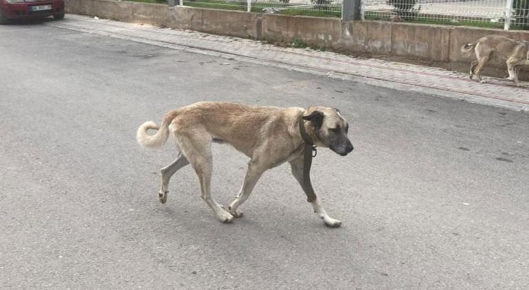 Mersinde dehşet dolu anlar Sokak köpekleri kadına saldırdı