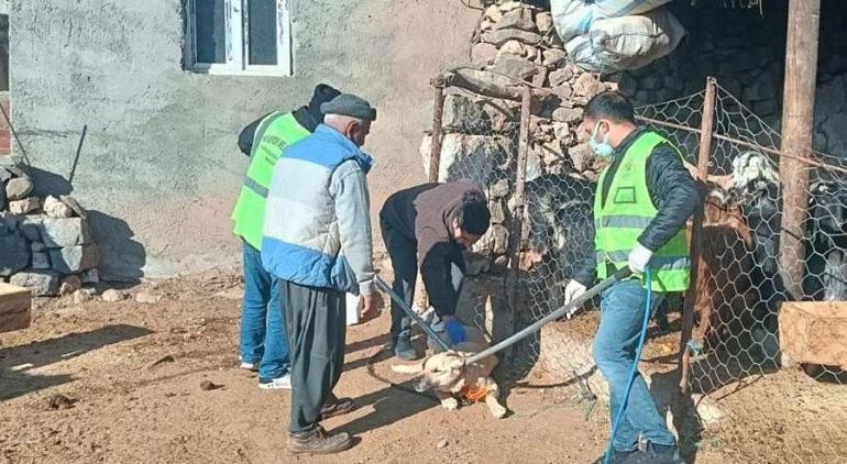 Köyde kuduz alarmı Kadının burnunu kopardı, çocuklar yaralandı