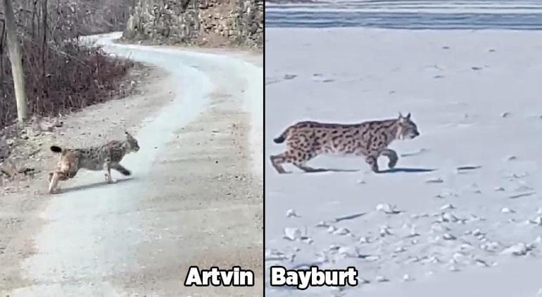 Nesli tükenme tehlikesi ile karşı karşıya İki kentte görüldü