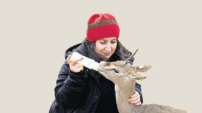 Hatay’ın Gazella gazellaları