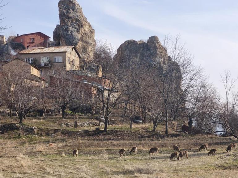 Nesli koruma altında olan dağ keçileri kent merkezinde görüldü