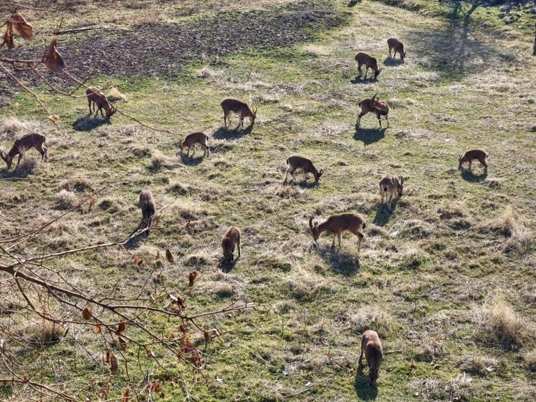 Nesli koruma altında olan dağ keçileri kent merkezinde görüldü