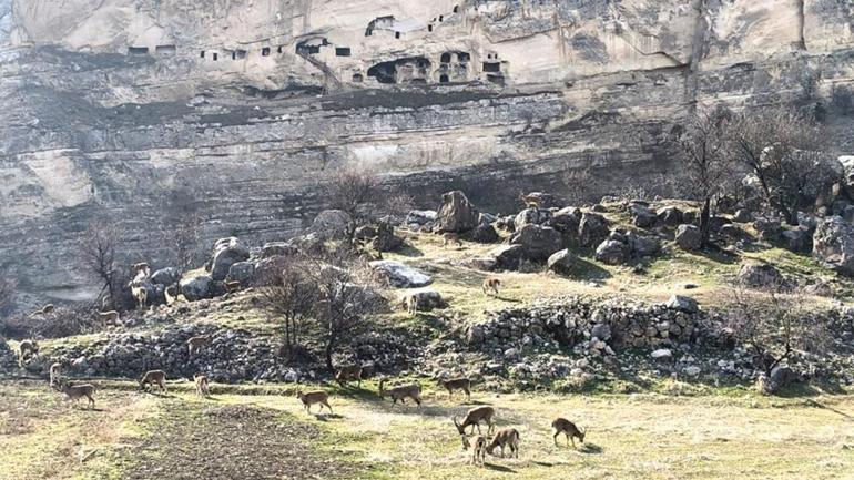 Nesli koruma altında olan dağ keçileri kent merkezinde görüldü