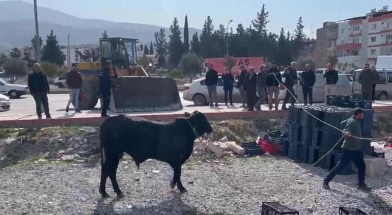 Angus firarda Hatay sokaklarını birbirine kattı, bir kişiyi yaraladı