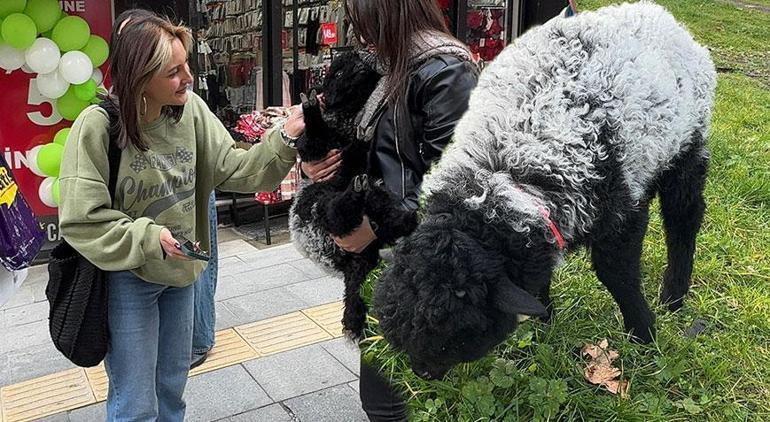 Annesinin kabullenmediği kuzuyu evde besliyor