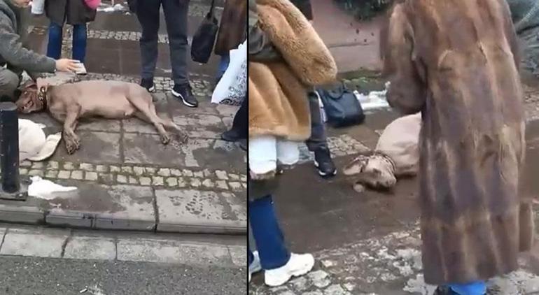 Beşiktaşta dehşet: Elektrik akımına kapılan köpek sahibini ısırdı