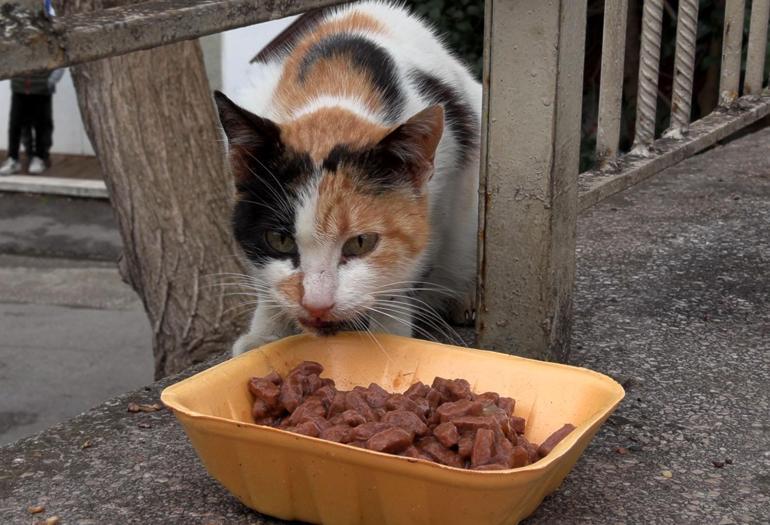 ‘Kedi Köyü’ için yeni adım Kitap sayımı çoğalttım