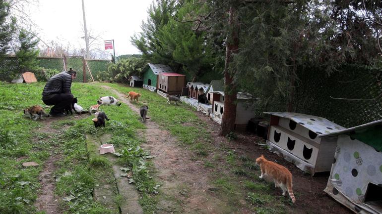 ‘Kedi Köyü’ için yeni adım Kitap sayımı çoğalttım