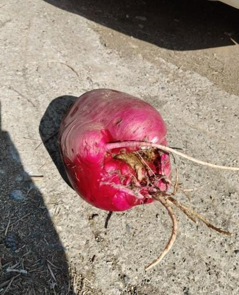 Hobi bahçesinde 6 kilo 700 gramlık dev turp