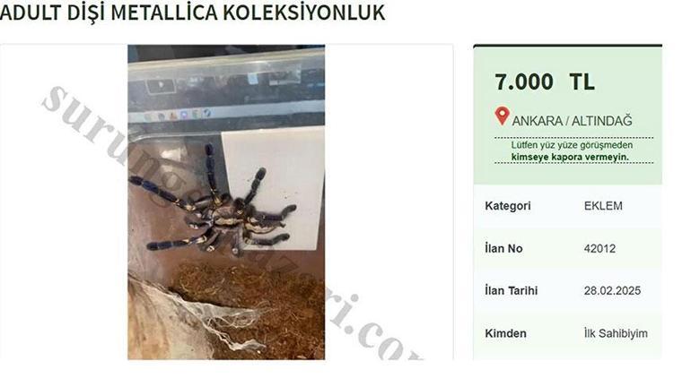 Ekipleri harekete geçiren ilan Dünyadaki en zehirli türüne 60 bin 187 lira ceza