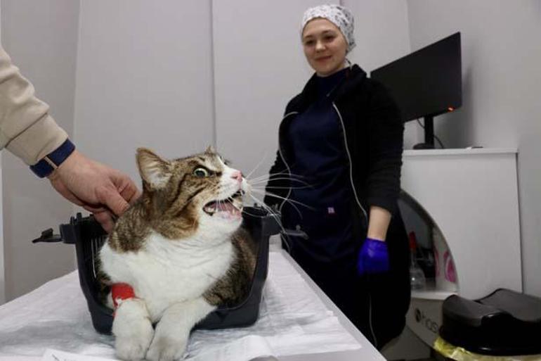 Obez kedi Dombili kentin maskotu oldu Vatandaşlar uyarıldı: Yemek vermeyin