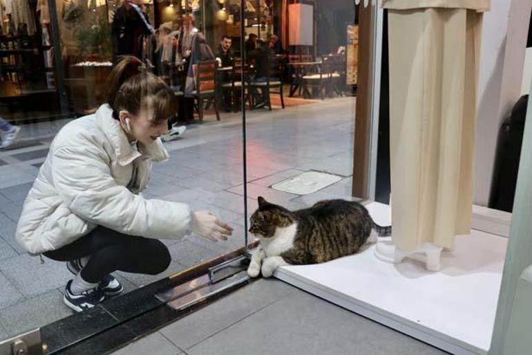 Obez kedi Dombili kentin maskotu oldu Vatandaşlar uyarıldı: Yemek vermeyin