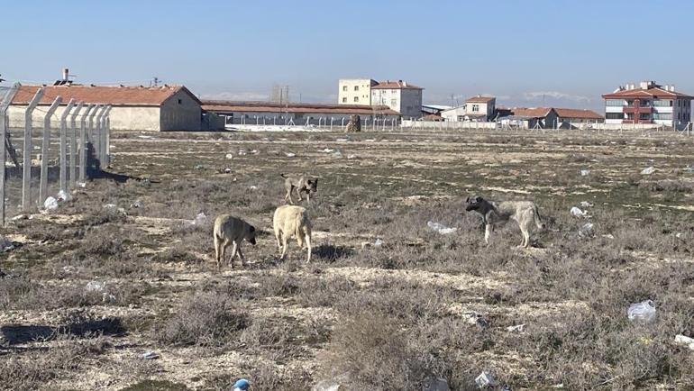 Konyada 2 yaşındaki Rana, 10 köpeğin saldırısı sonucu öldü Valilikten açıklama