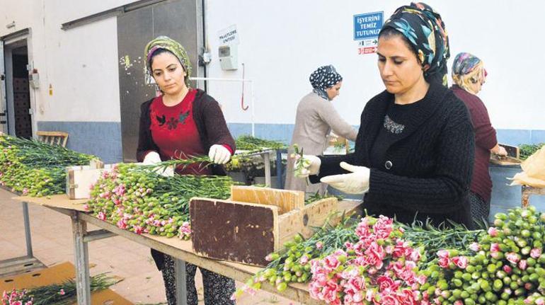 Düşük kurdan çiçek ithalatı fiyatı uçurdu