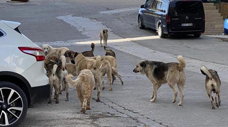 Sahipsiz köpek saldırılarıyla ilgili soruşturma başlatıldı