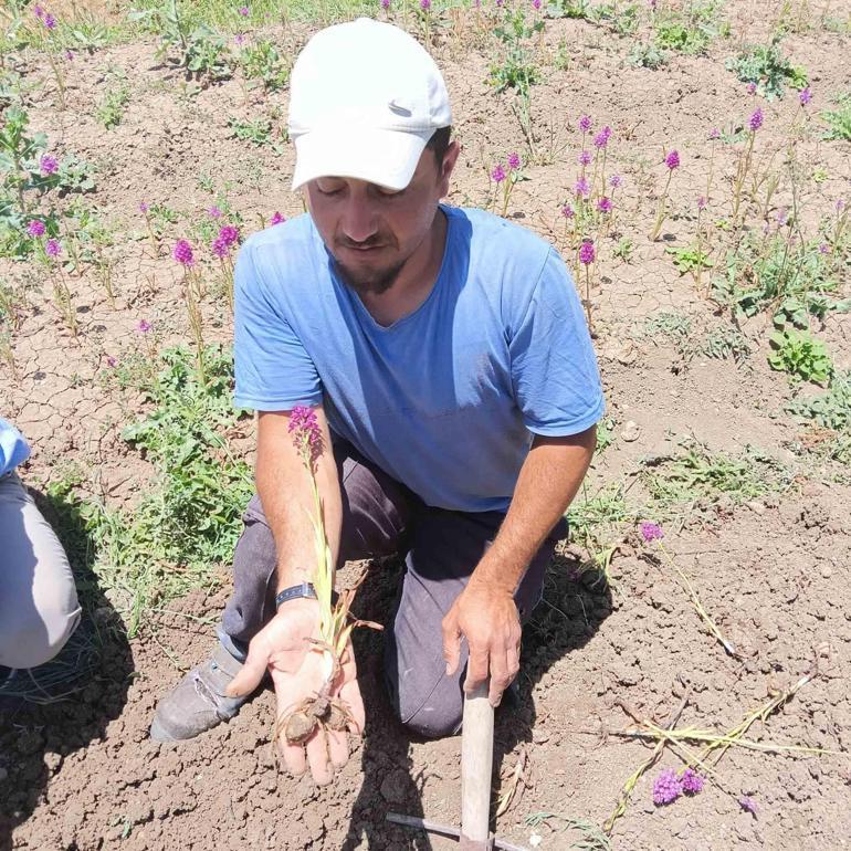 Şehirde duramadı, çocukken topladığı salebe koştu Getirisi 13 milyon lira