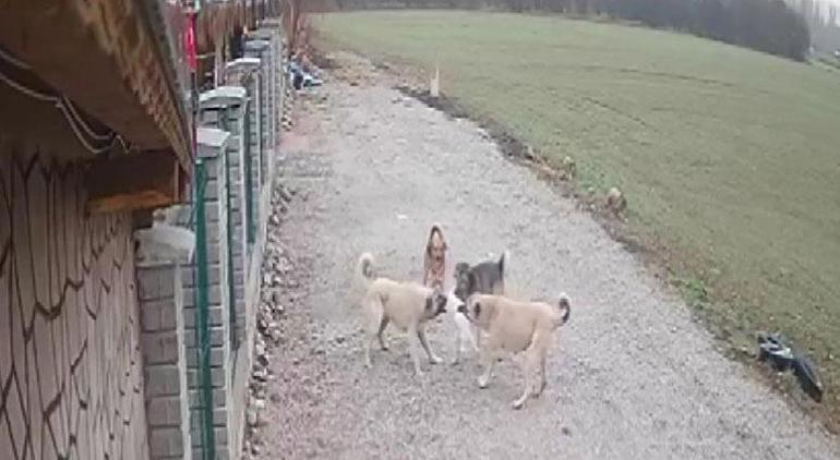 Kayıp kedi ile ilgili kahreden detay ortaya çıktı Hiçbir parçasını bulamadık