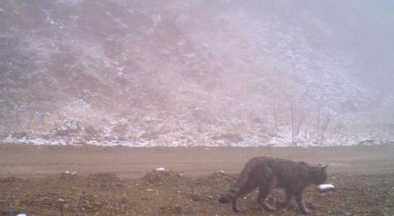 Türkiyenin gizemli kedisi görüntülendi İşte fotokapana yansıyan o an