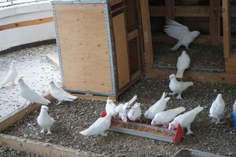 İş yerine getirdi, gözünün önünden ayırmıyor: Altından ve pırlantadan daha değerli