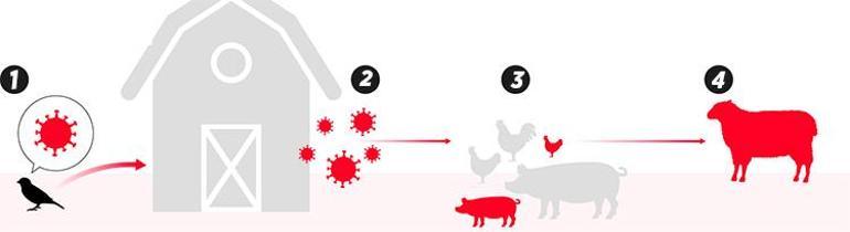 İngilterede ilk kez bir koyunda kuş gribi tespit edildi