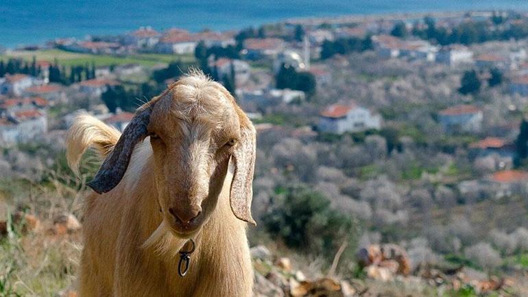 Sineklerden bulaşıyor Ünlü turizm merkezlerine karantina alarmı