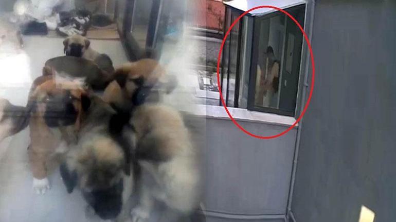 Köpekleri sahiplenip evde parçalayan doktorla ilgili kan donduran yeni detay İfadesi ortaya çıktı