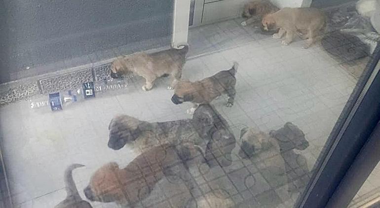 Köpekleri parçalayan doktorun evinden çıkanlar şoke etti Hepsini tek tek paketlemiş