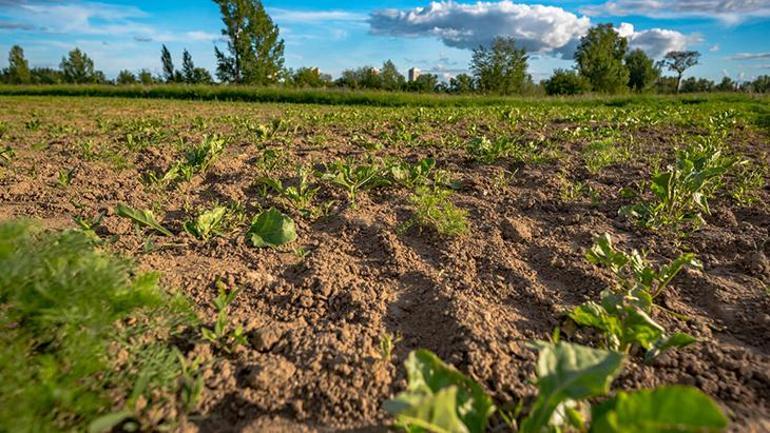 Bitkileri gübrelemenin en doğru zamanı Besleyen yaşadı, solucan gibisi yok