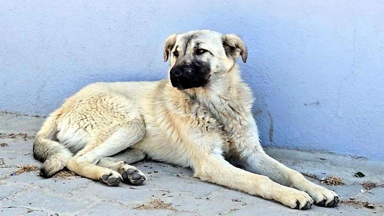 81 yaşındaki cani Köy kahvesinde bakılan köpeğe dehşeti yaşattı
