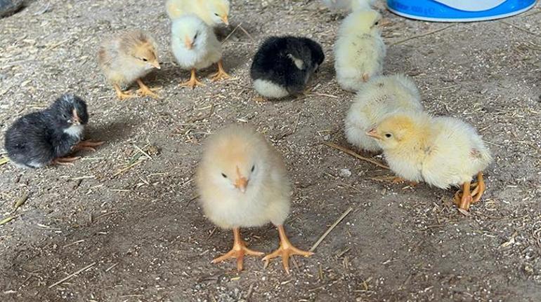 Yer: Çankırı Yumurtadan çıkan civcivi görenler şaştı kaldı