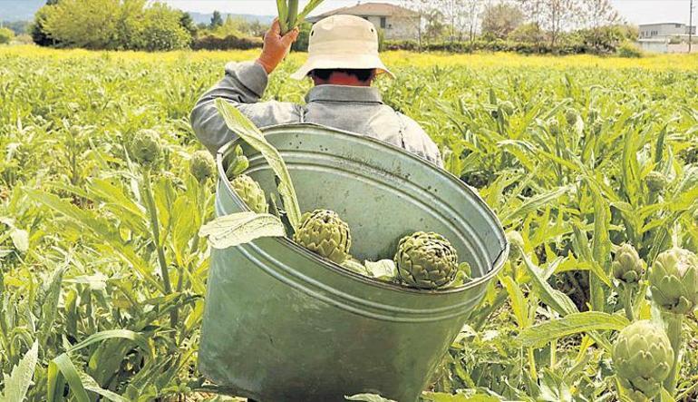 Enginarın izinde