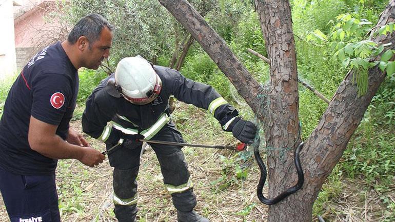 Yer: Antalya Ağaca metrelerce uzunlukta yılan dolandı