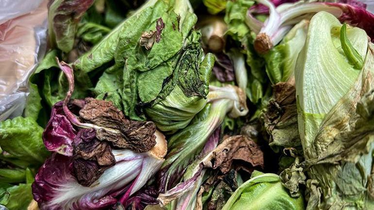 Yeşilliklerin daha uzun süre solmadan kalmasını sağlıyor Ispanak, marul, maydanozlar haftalarca capcanlı kalacak