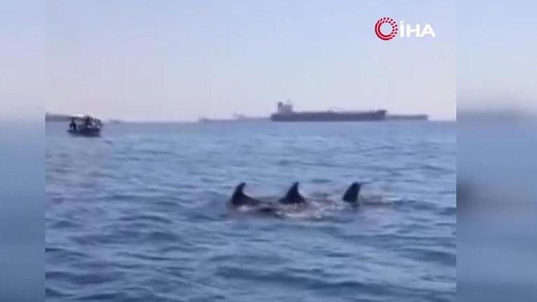 Yer: Tekirdağ Denizin ortasında sürü halinde görüldüler