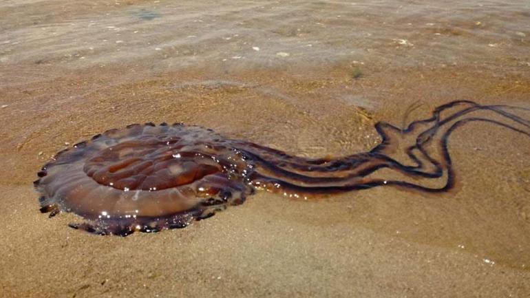 Atlantikten Marmaraya geldi Denizde alarm