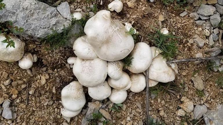 Herkes peşinde, kendiliğinden yetişiyor Kilosu bin 250 TL