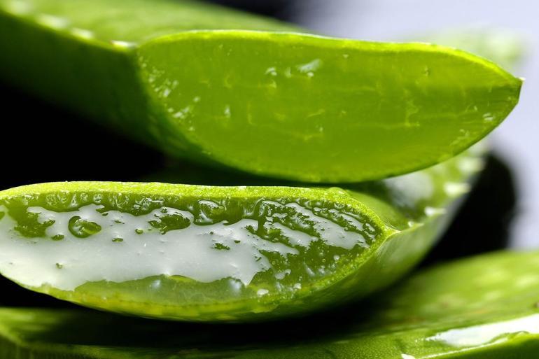 Kuruyan aloe vera bitkisini coşturan teknik Bir kaşığı canlandırmaya yetiyor