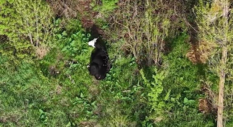 Kezban ninenin yardımına koştular Kaçak düve dron ile bulundu