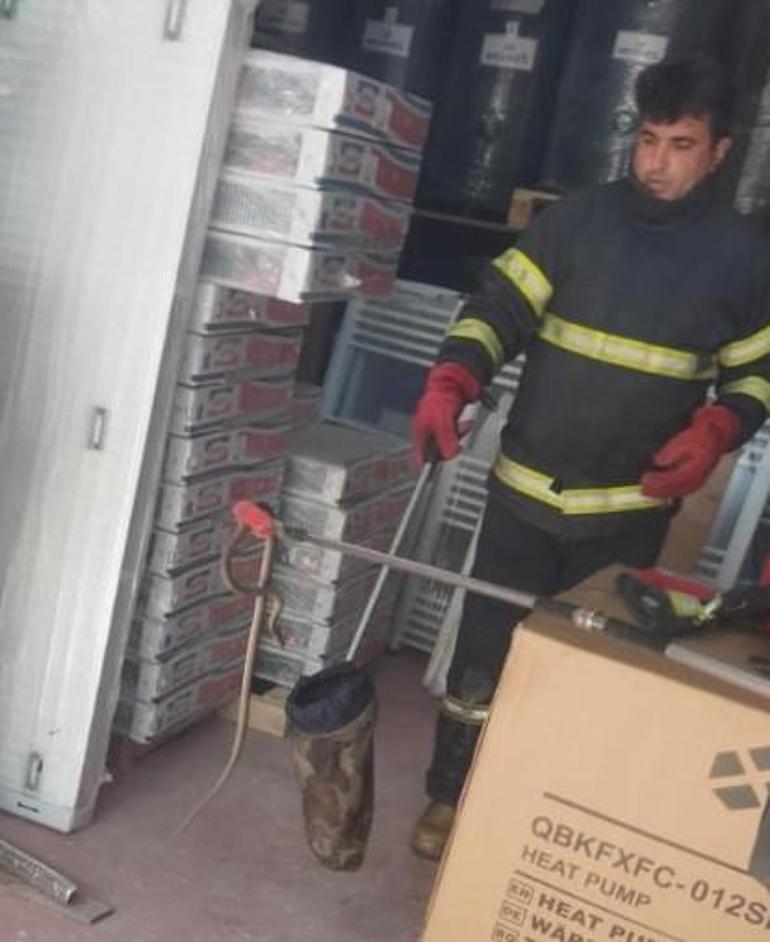 Kütahyada yılan avı